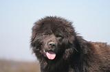 DOGUE DU TIBET 552